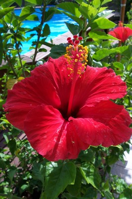 Ibiscus